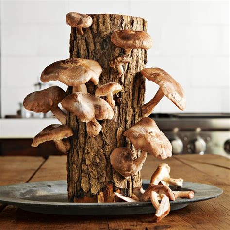 home grown mushrooms uk