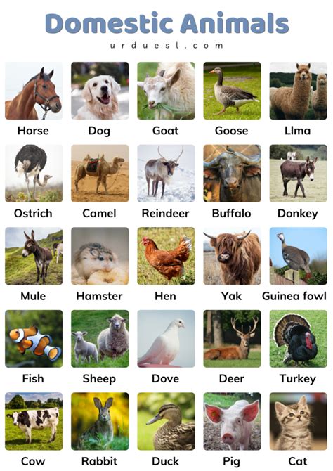 Home Pet Animals Name