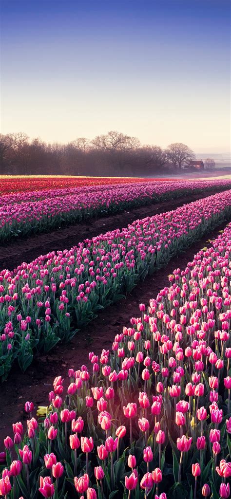 Home Screen Wallpapers Tulips