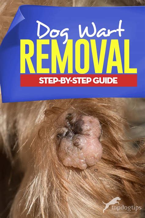 home treatment for dog warts