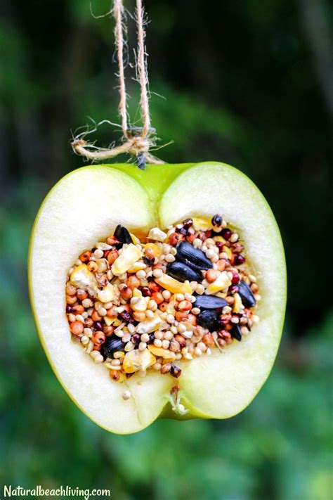 Homemade Bird Snacks
