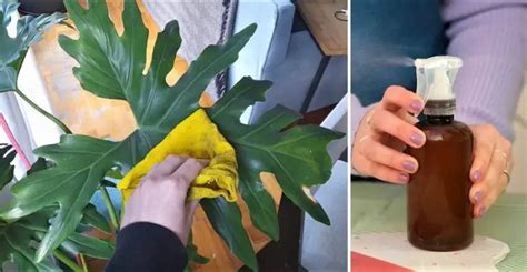 Homemade Leaf Polish