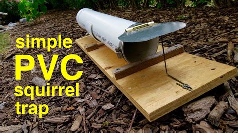 homemade squirrel traps youtube