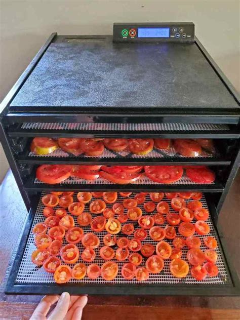 Homemade Tomato Paste Dehydrator