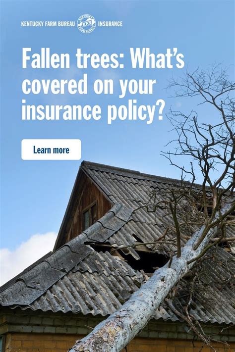 homeowners insurance tree fall