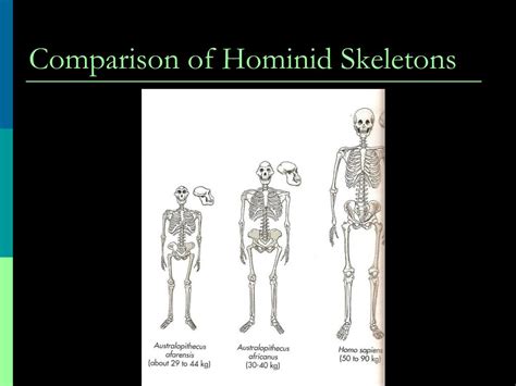 Hominid Skeleton Comparison Printable