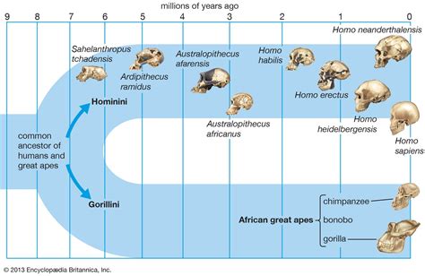 Hominin Fossils Evolution