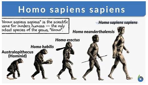 HOMO SAPIENS [Características+Herramientas] - SobreHistoria.com