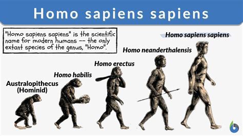 homo sapiens definition latin