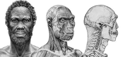homo sapiens sapiens vs homo sapiens idaltu