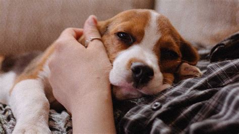 Hoeveel slaapt een hond 6 tips voor de beste slaapervaring.