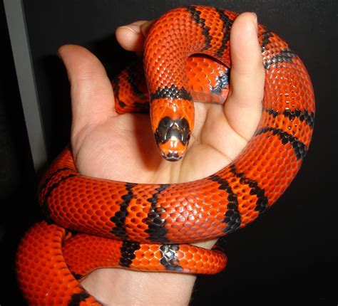 honduran milk snake size