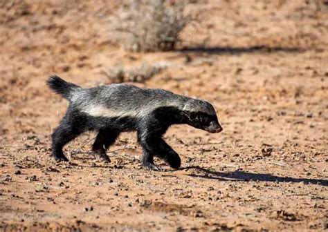 Honey Badger Behavior