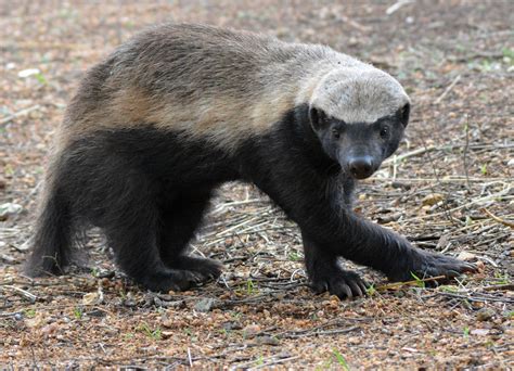 Honey Badger Image