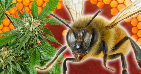 honey bee cannabis company