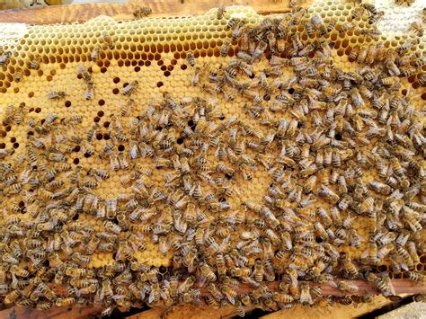 honey bees for sale in arkansas