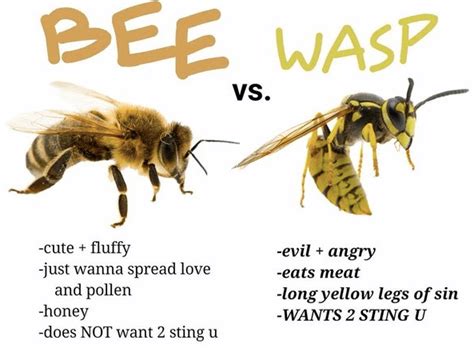 honey bees vs wasps