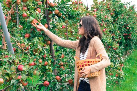 Honeycrisp Apple Picking