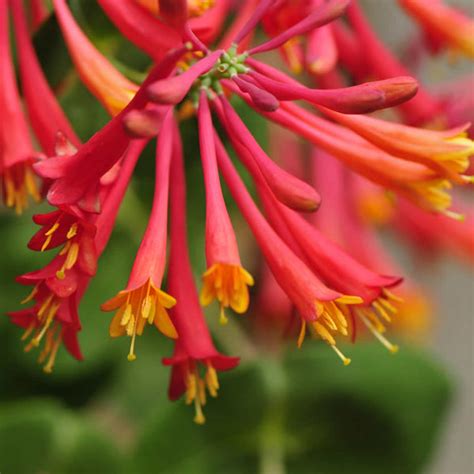 honeysuckle for sale near me