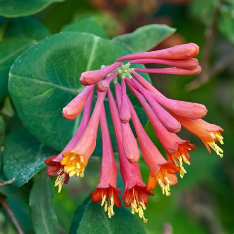 honeysuckle vs trumpet vine