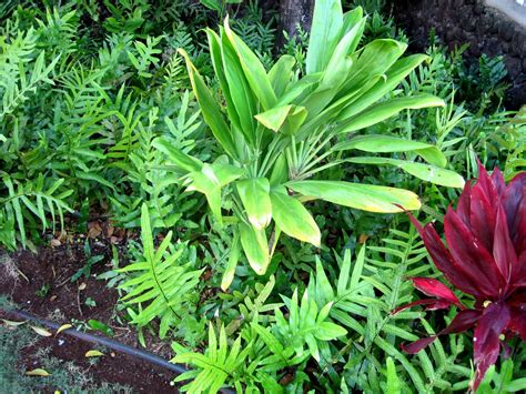 Honolulu Native Plants
