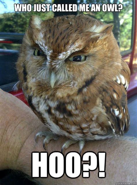 Hoo's Got Jokes? This Owl!