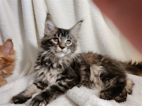 hoobly maine coon kittens in wisconsin