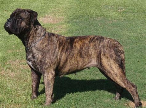 hoobly mastiff