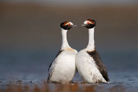 hooded grebe courtship dance