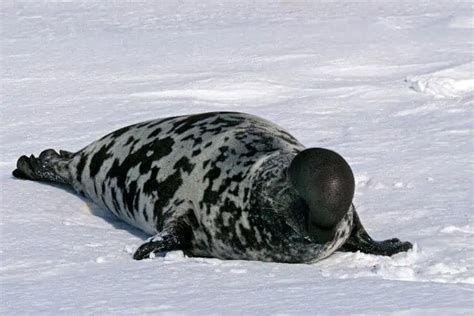 Hooded Seals Adaptations