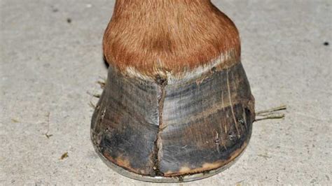 hoof injuries in horses