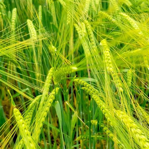 hordeum