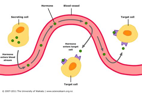 Hormone Producing Diffused Tissue