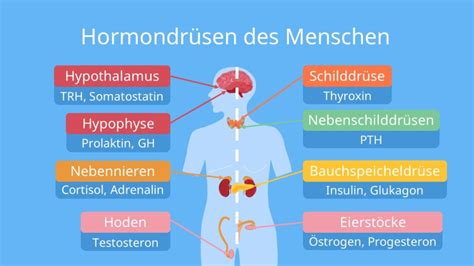 Hormonsystem in der Wissenschaft naturheilkundekompakt