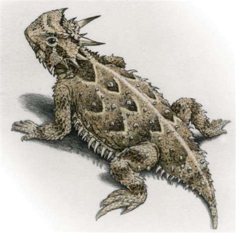 Horned Toad Drawing Easy