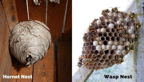 hornet and wasp nest pictures