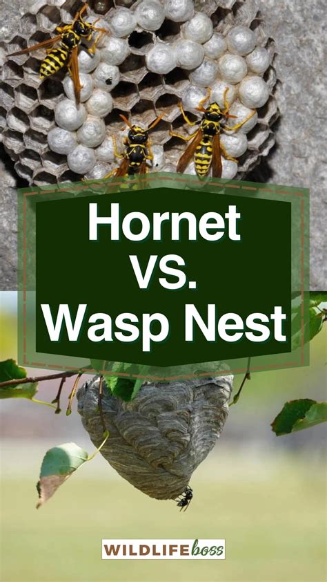 hornet nest vs wasp nest pictures