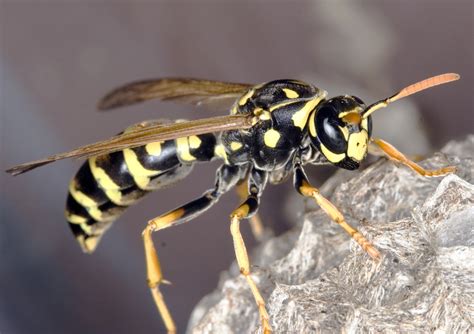 hornet or wasp pictures