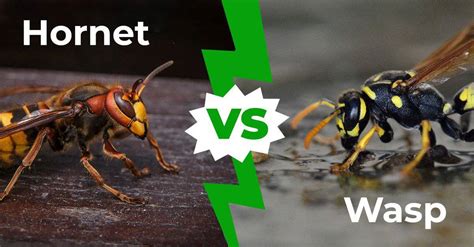 hornet vs wasp pictures