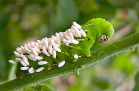 Hornworm Moth Eggs