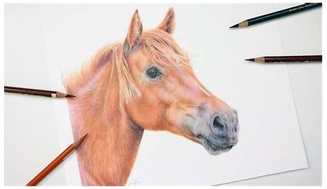 Horse Drawing Easy With Colour How To Draw A Rearing Pictures Coloring