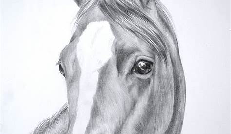 Realistic Horse Head Drawing at