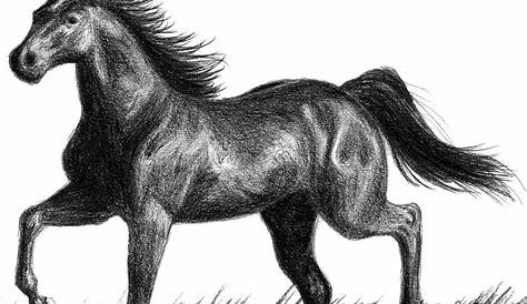 Realistic Horse Head Drawing at GetDrawings Free download