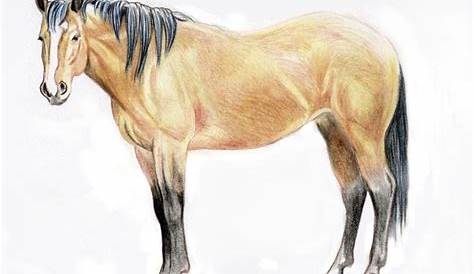 Horse Drawing Images With Colour Too Color Appaloosa Straight Run Prints Etsy Colorful
