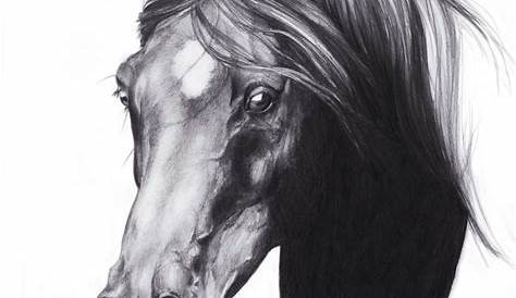 Horse Drawing Images s By Angela Of Pencil Sketch Portraits