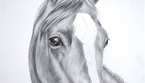 Horse Face Drawing Images Illustrations, RoyaltyFree Vector Graphics