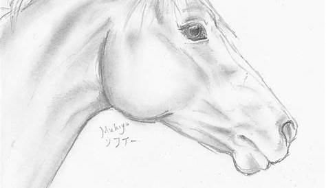 Horse Face Portrait Side View, Hand Drawn Doodle, Sketch
