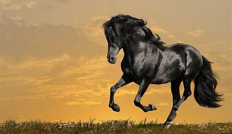 Horse Hd Images Free Download White Wallpaper (68+ )