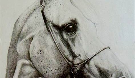 Horse Head Pencil Drawing s, , Animal s