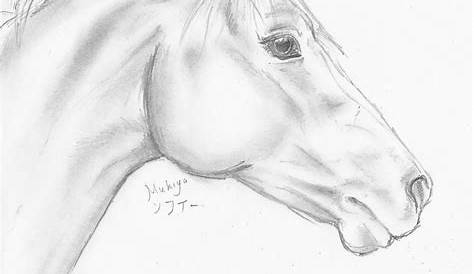 Horse Head Profile Drawing Sketch Vector Stock Vector